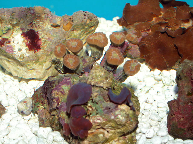 Saltwater - Austin Aquariums