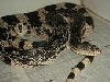male Northern Pine