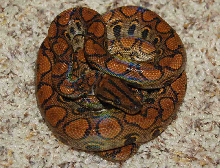Redmale