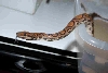 New Female