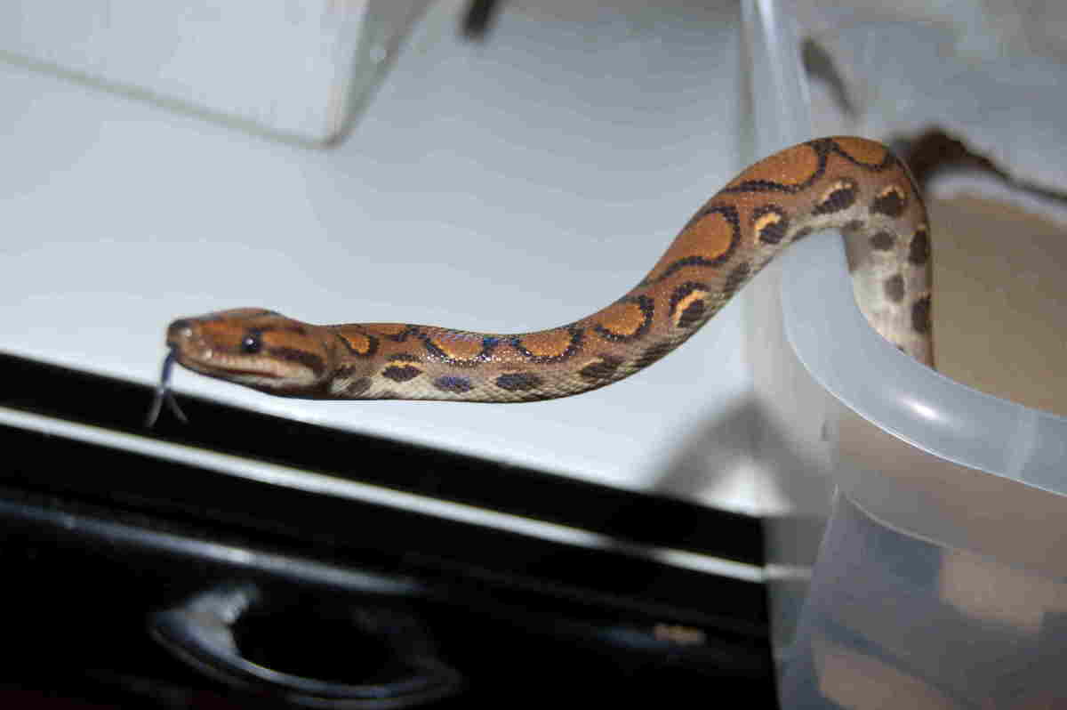 New Female