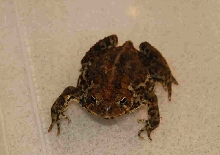 toad
