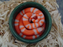 1.0 albino tangerine honduran pinbanded