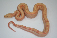 07 female motleybesque