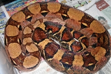 Lokken Pastel Het Anery 2004 litter