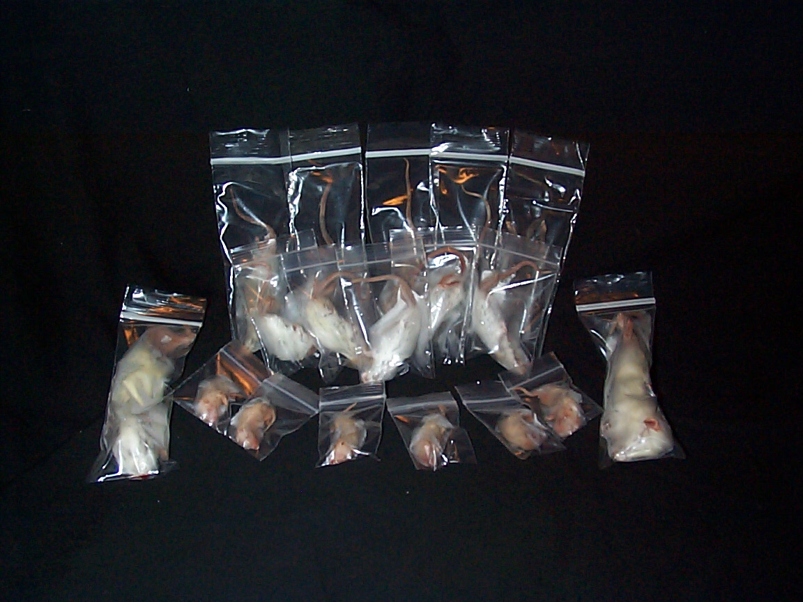 rodents