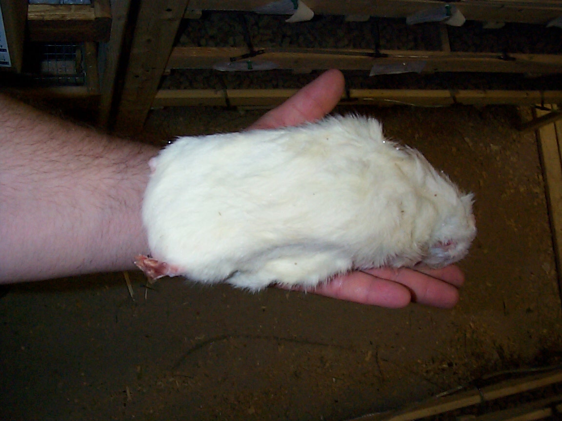 rodents