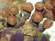 Saltwater - Austin Aquariums
