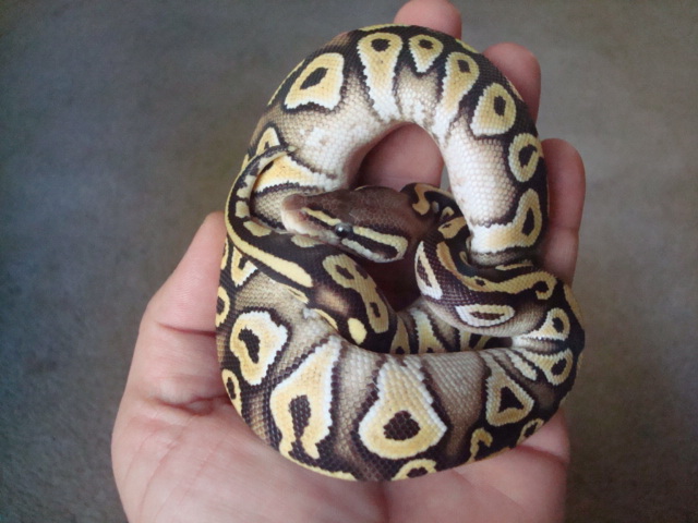 2009 Female Pastave