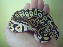 2009  Female Pastave