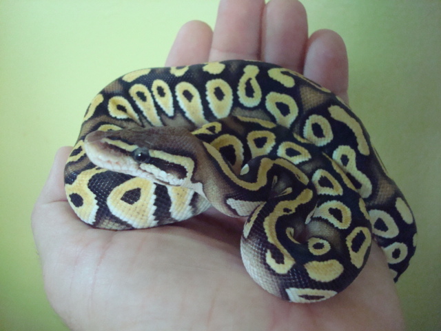 2009  Female Pastave