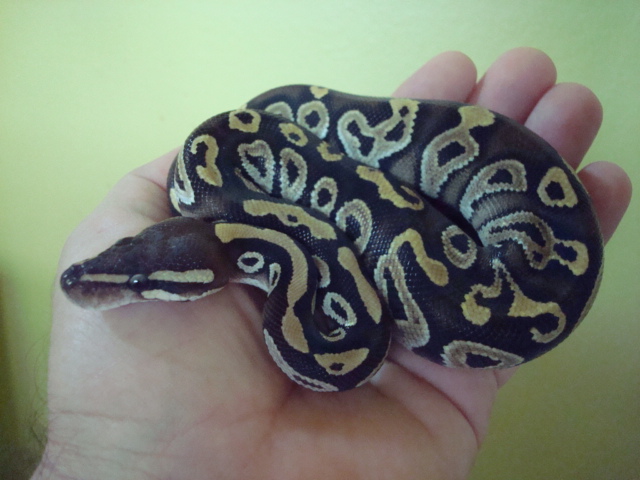2009 Male Mojave