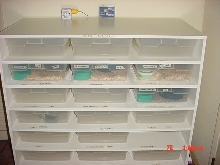Ball Python rack