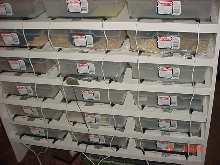 Ball Python rack