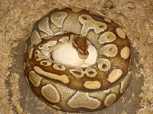 Lesser Platinum X Mojave Clutch