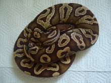 2009 Male Mojave 02a