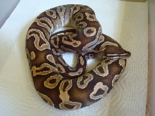 2009 Male Mojave 02b