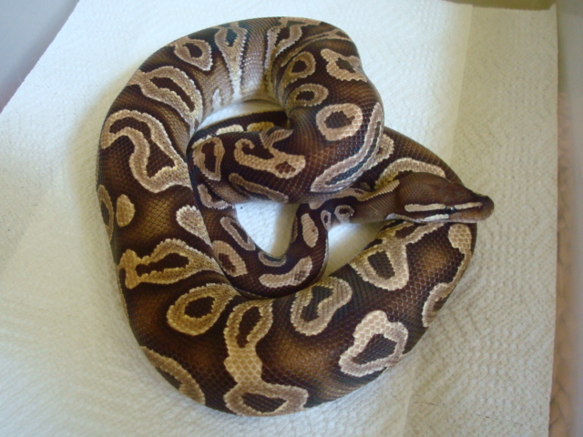 2009 Male Mojave 02b