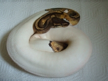 09Piebald01