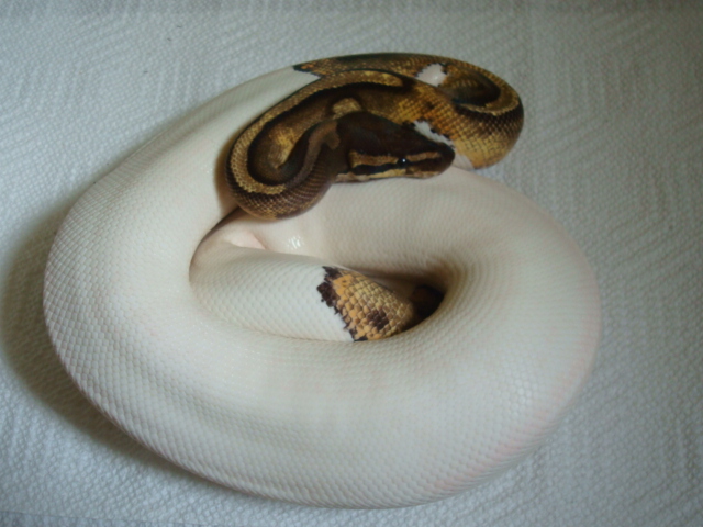 09Piebald01