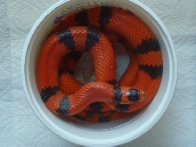 Male Tangerine Hypo Honduran Milk Snake, 100% het for Albino