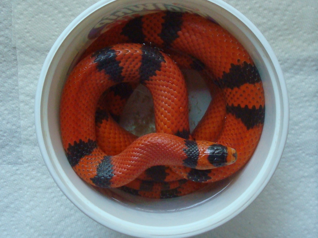 Male Tangerine Hypo Honduran Milk Snake, 100% het for Albino