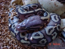 2009 Pastave