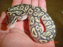 2009 Female Pastave