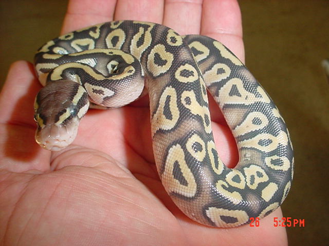 2009 Female Pastave