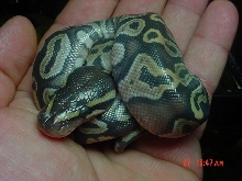 2009 Mojave