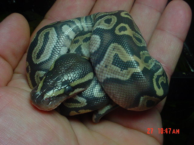 2009 Mojave