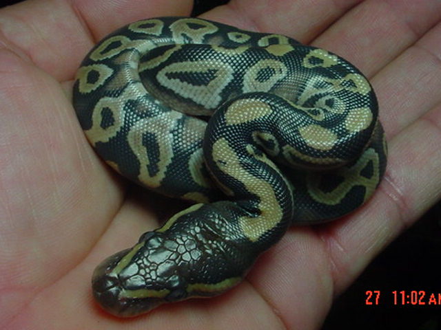 2009 Mojave