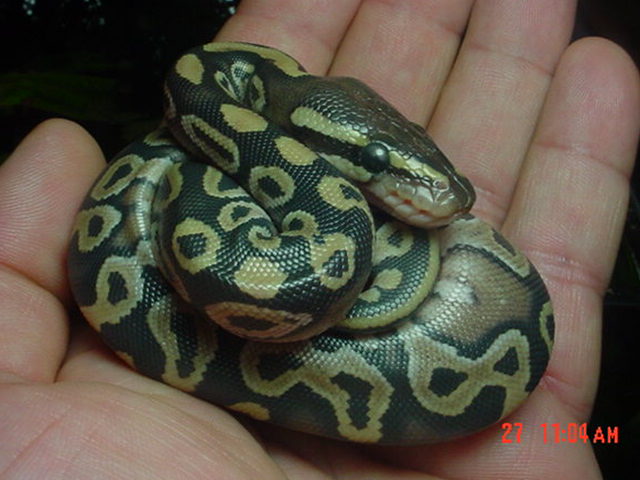 2009 Mojave