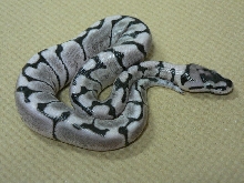 Axanthic Spider #1