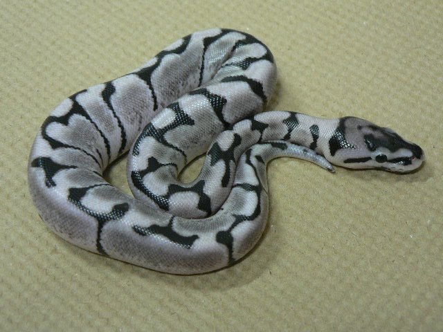 Axanthic Spider #1