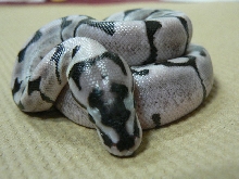 TSKinc. Axanthic Spider #3