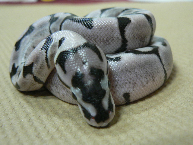 TSKinc. Axanthic Spider #3
