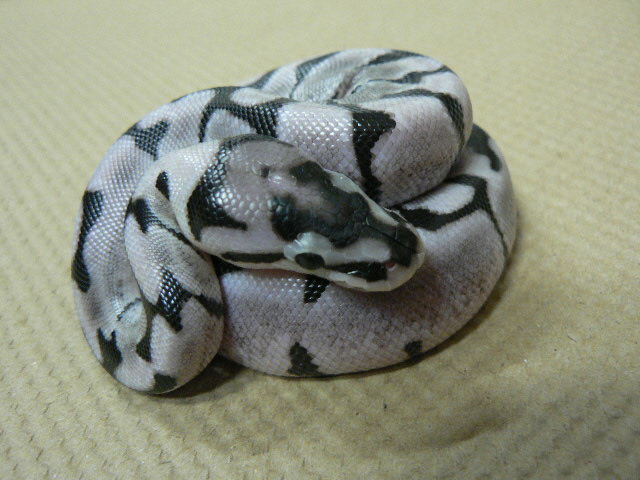 TSKinc. Axanthic Spider #2