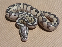 Lemon Pastel/Lesser Female #1
