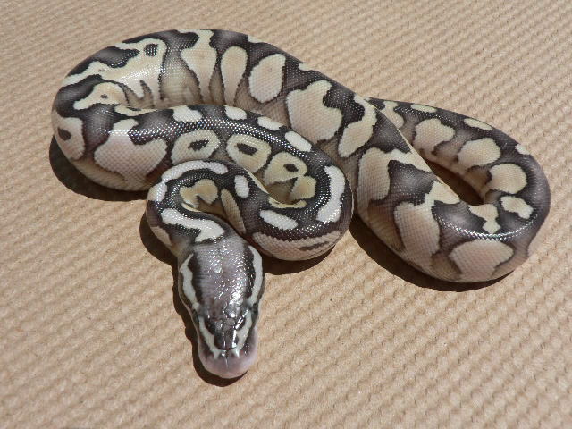 Lemon Pastel/Lesser Female #1