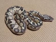 Lemon Pastel/Lesser Female #2