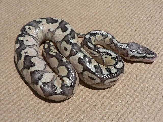 Lemon Pastel/Lesser Female #2