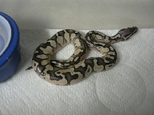 Lemon Pastel/Lesser Female #3