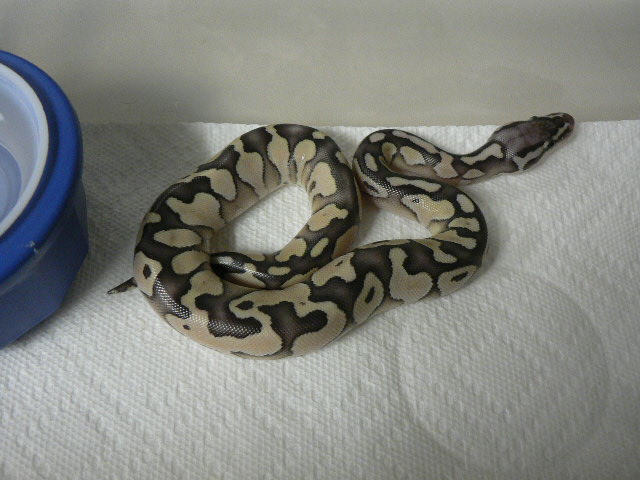 Lemon Pastel/Lesser Female #3