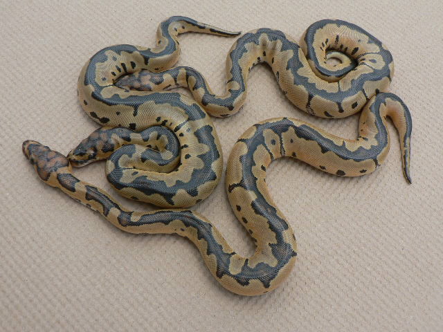Reduced Pattern Clowns #2