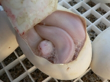 Lemon Pastel/Lesser/Mojave Lucy