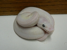 Lemon Pastel/Lesser/Mojave Lucy #2