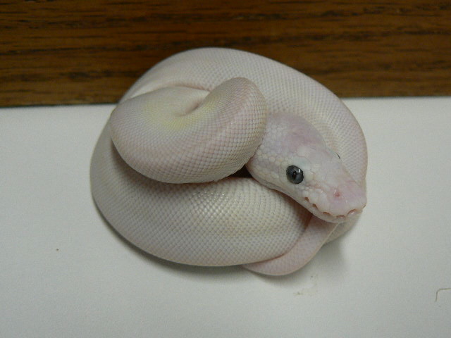 Lemon Pastel/Lesser/Mojave Lucy #2