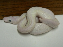 Lemon Pastel/Lesser/Mojave Lucy #3