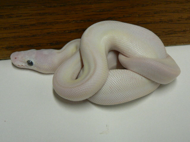 Lemon Pastel/Lesser/Mojave Lucy #3